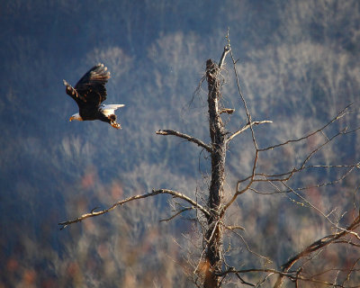 Bald Eagle Leaving Perch