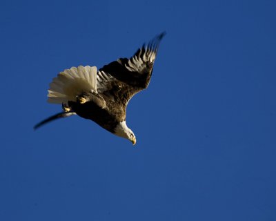 Bald Eagle Leaving Limb