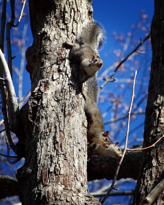 Baby Gray Squirrels