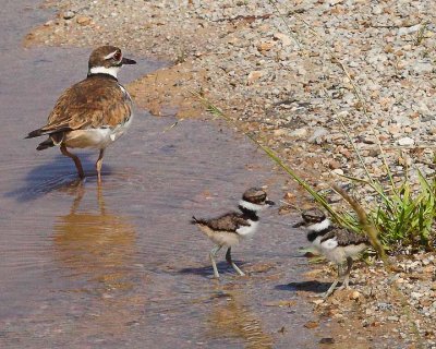 Killdeer and Babies