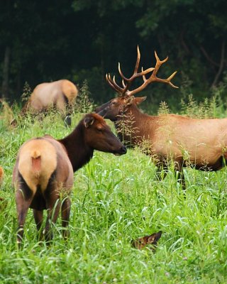 First Signs of the 2009 Elk Rut