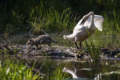 Trumpeter Swan Running off Coon on Beaver Dam