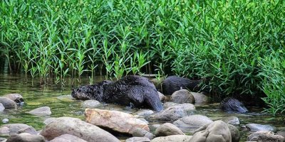 109830-feeding-baby-otters-5x10-web.jpg