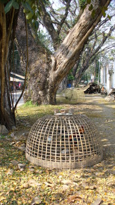 Chickens are kept in these types of baskets for protection.  These are probably fighting cocks.
