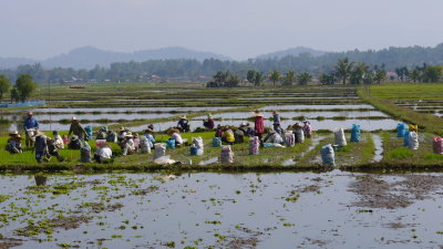 Further along the road, we passed farmers working in a rice field.