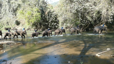 The elephants head into the river for their morning bath.