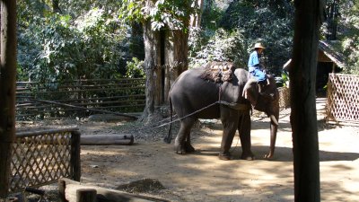 Elephants aren't used as much these days.  Farmers used to rely on them for heavy lifting/dragging.