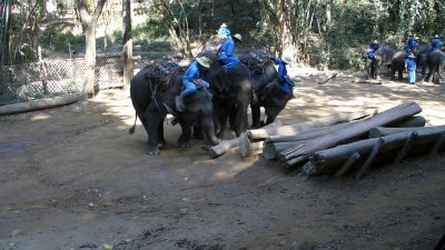 Teams of elephants roll the logs.