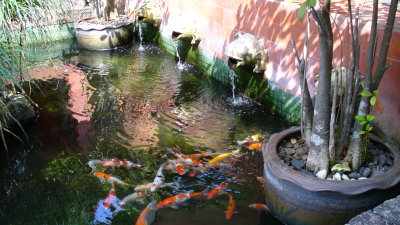 The koi pond