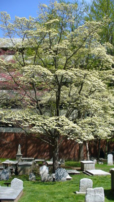 The dogwood trees were in bloom.