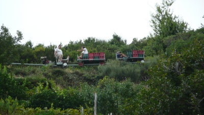 The locals use a little tractor/train to work vineyards on the steep hills.