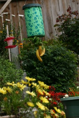 upside down tomato _3790.JPG