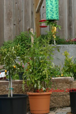 upside down tomato _3791.JPG