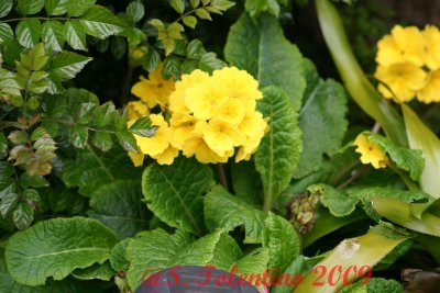 SPRING 09_IMG_3798.JPG