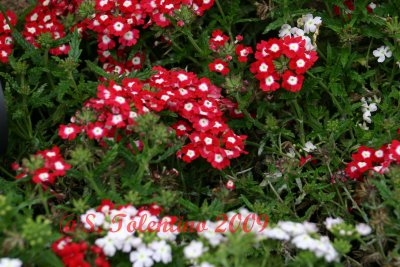 SPRING_09_IMG_3843.JPG