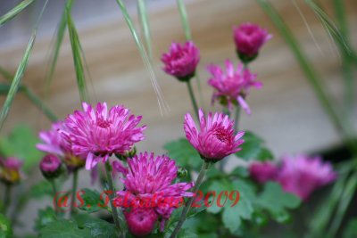 SPRING_09_IMG_3850.JPG