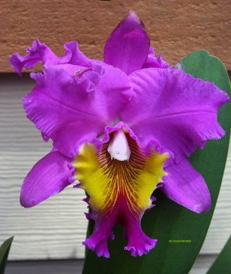 KONA09_IMG_4287.jpg