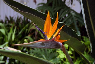 KONA09_IMG_4298.jpg