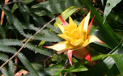 KONA09_IMG_4301.jpg