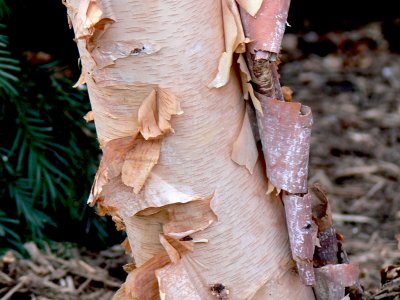 PeelingBark.JPG