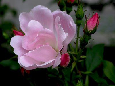 Mayflower Rose.JPG