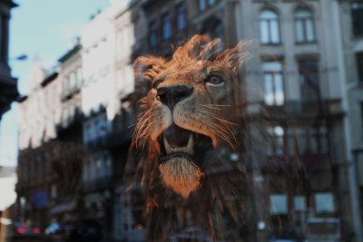 135-Brussels-Lion In the  Window.JPG