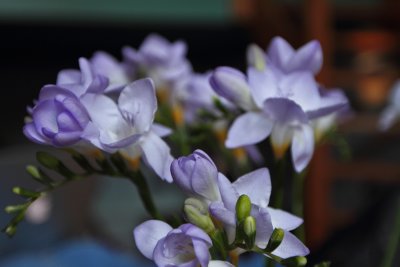 Amsterdam-Purple freesia.JPG