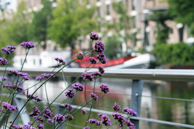 Amsterdam-Purple Flowers on Canal.JPG