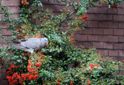 Amsterdam-Pigeon Eating Orange Berries.JPG