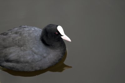 Amsterdam-Coot in Canal.JPG