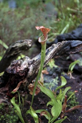 56-Amsterdam-Pitcher Plant.tif