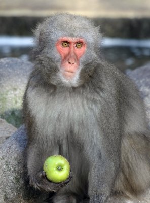 62-Amsterdam5-Baboon with Apple.JPG