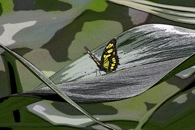 68-Amsterdam6-Posterized Butterfly.JPG