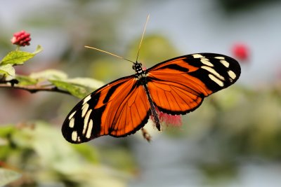 69-Amsterdam6-Orange & Black Butterfly.JPG