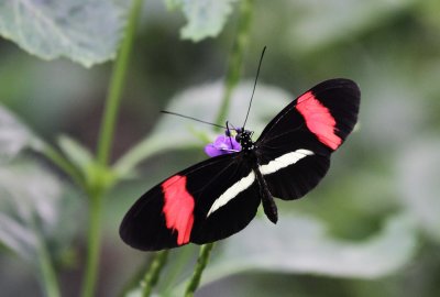 70-Amsterdam6-Red & Black Butterfly.JPG
