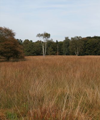 77F-Hoge Veluwe-Arid.JPG