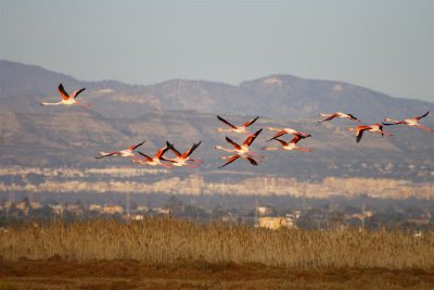 Flamencos 2