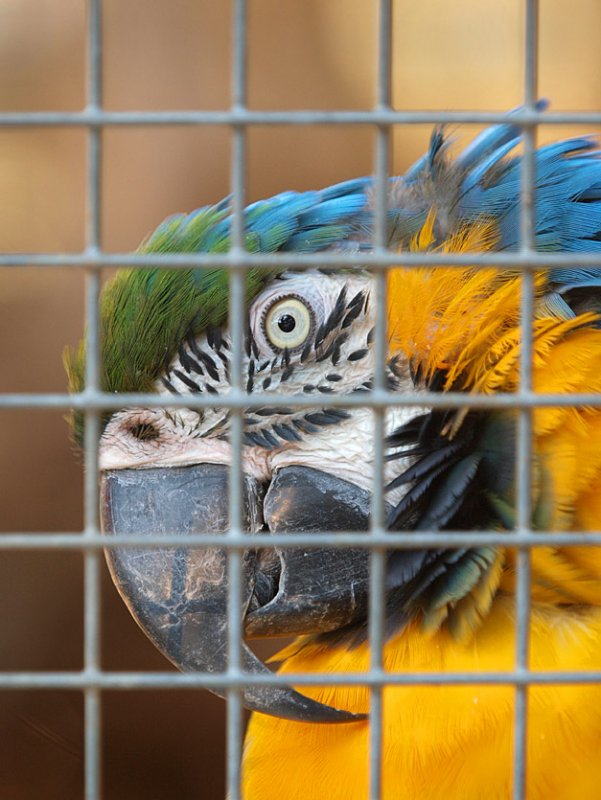 Jail Bird.jpg