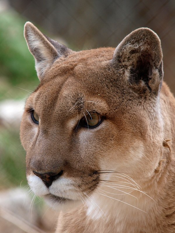 PB115852 - Cougar.jpg