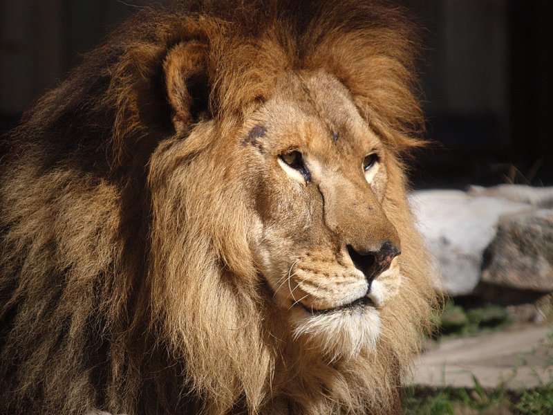 PB115975 - Lion King.jpg