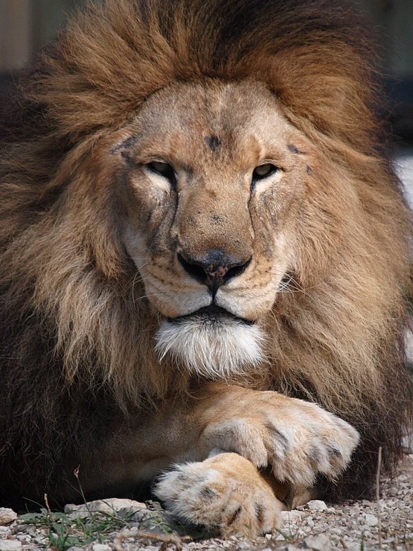 PB115983 - King.jpg