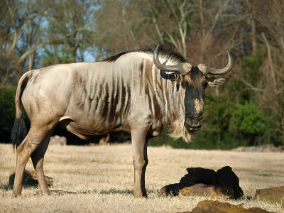 Wildebeest.jpg