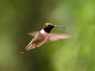 Male Black-chinned Hummingbird