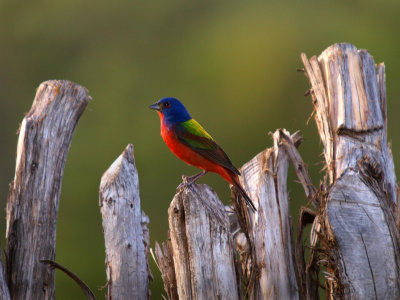 South Llano River State Park -- Birds and Wildlife