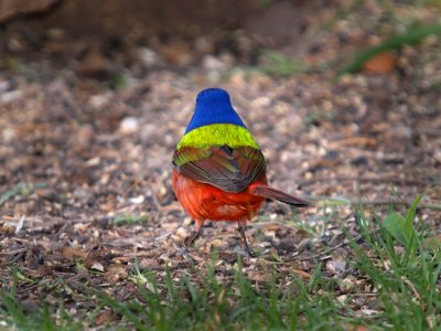 Painted Bunting Showing His Colors