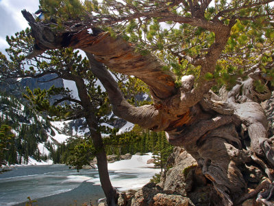 P6054046 - Twisty Tree at Dream Lake.jpg
