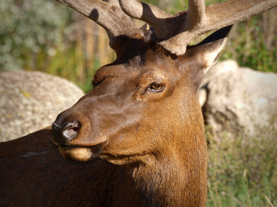 P6074109 - Elk Close Up.jpg