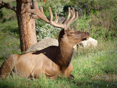 P6074110 - Alerted Elk.jpg