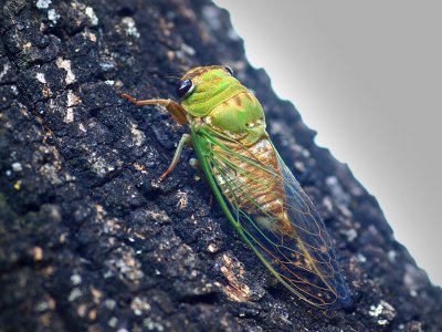 P8133161 - Cicada After.jpg