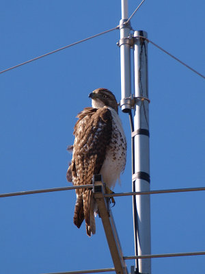 P1268043 - City Dweller.jpg